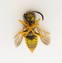 Dead Bee Image